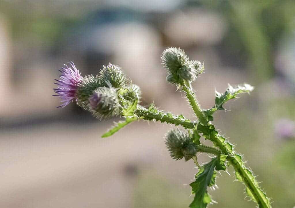 Blüte einer Distel