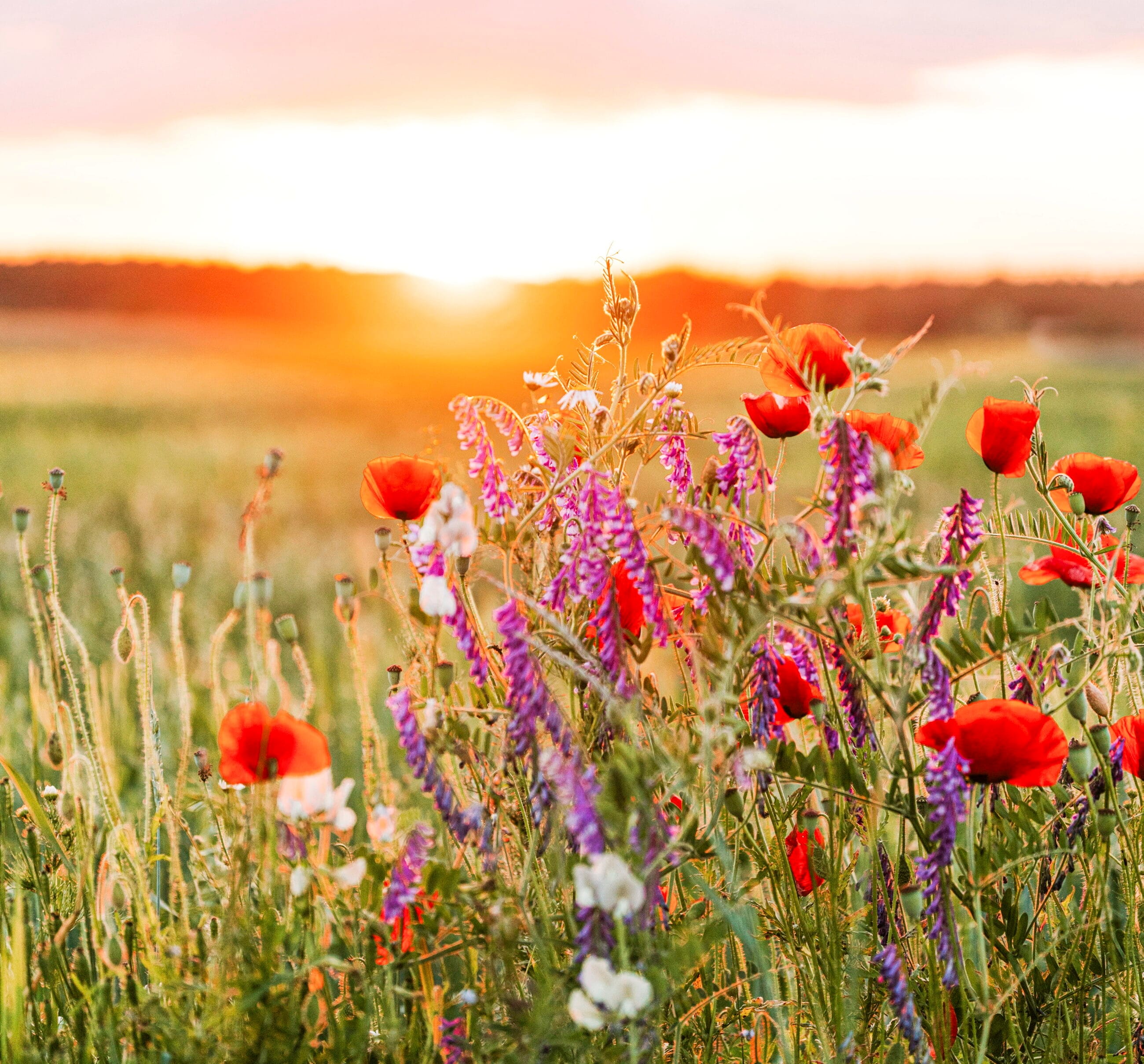 Blumenwiese, Blumen, Wiese, Sonne