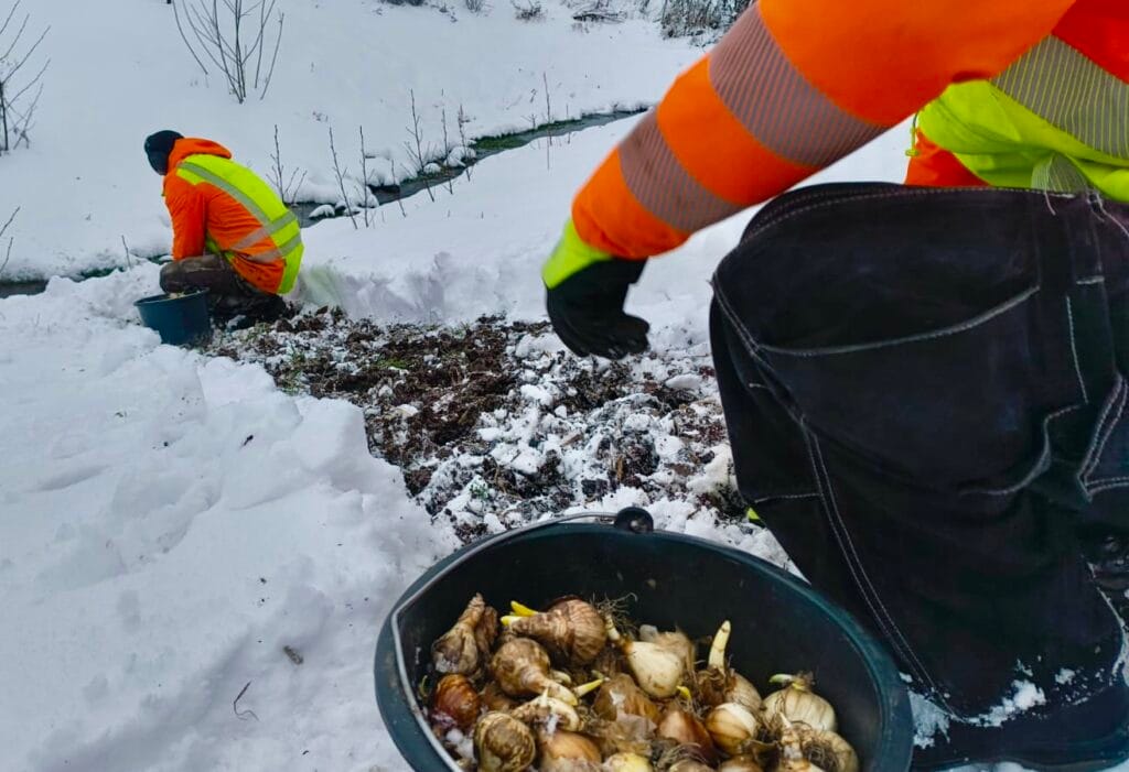 Nur noch 99 Tage bis zur Landesgartenschau 2026