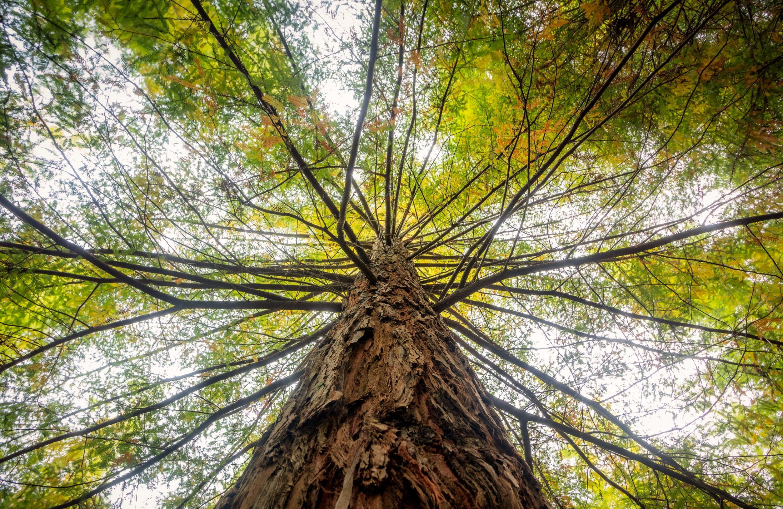 Low angle view of a tree covered in green leaves under the sunlight at daytime
