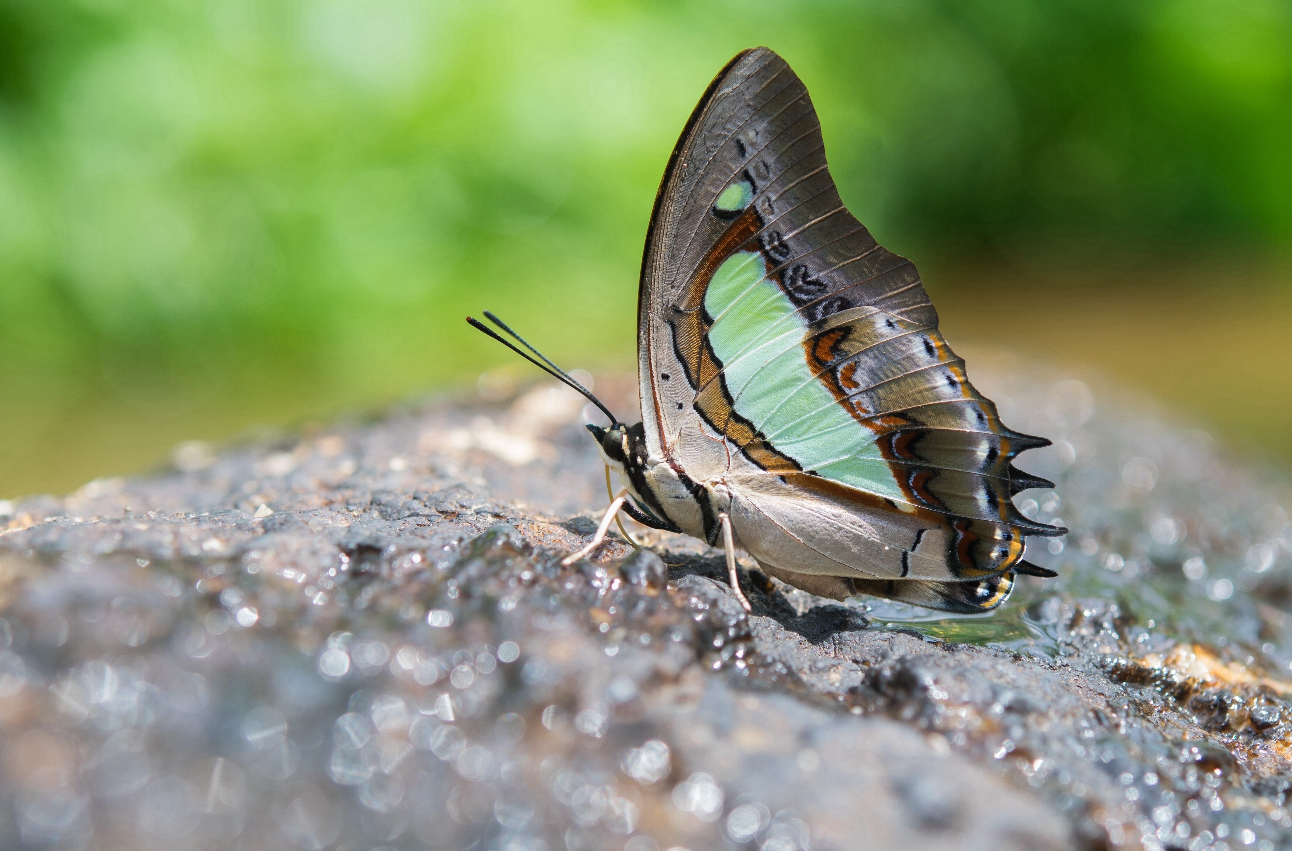 butterfly on a rock