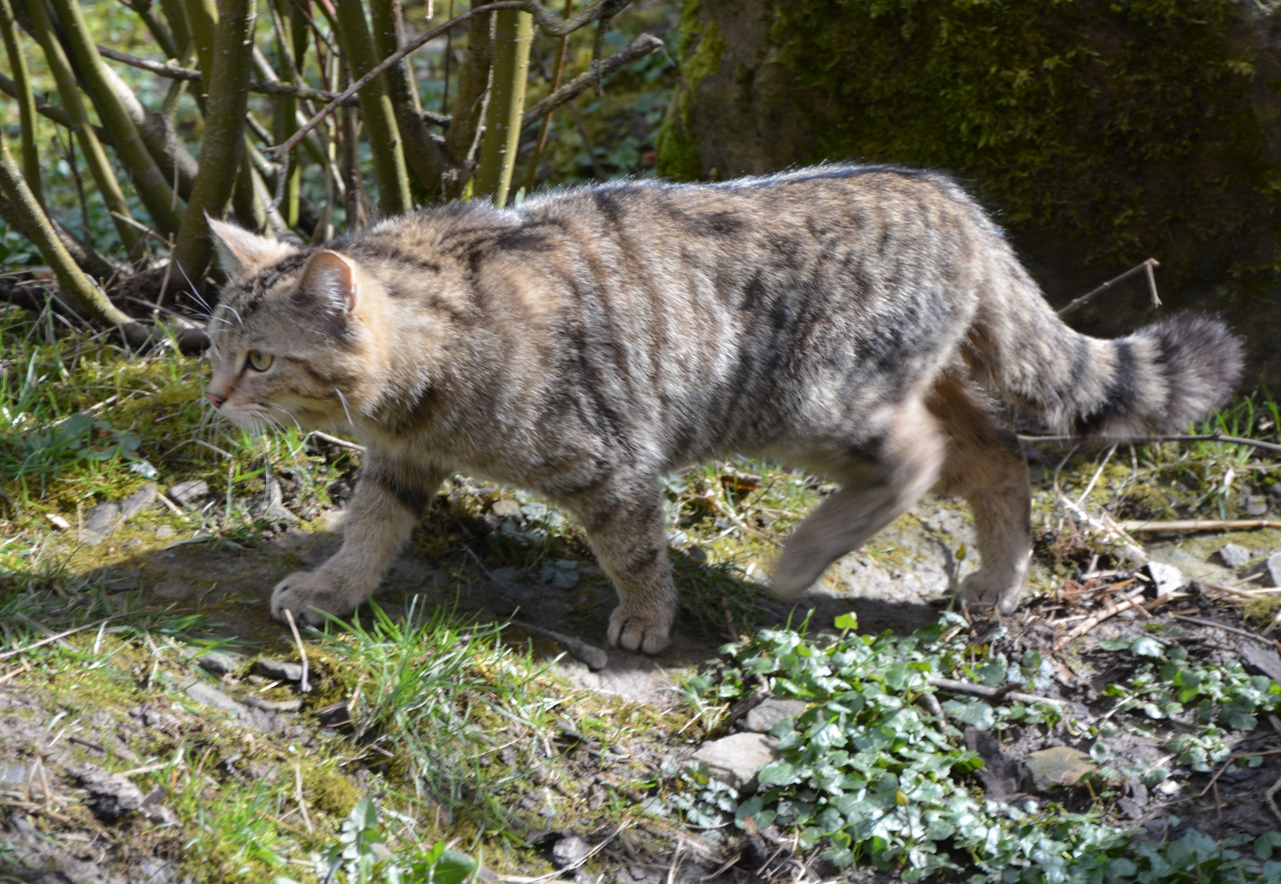 Wildkatze und Luchs im Wildkatzenwald von morgen