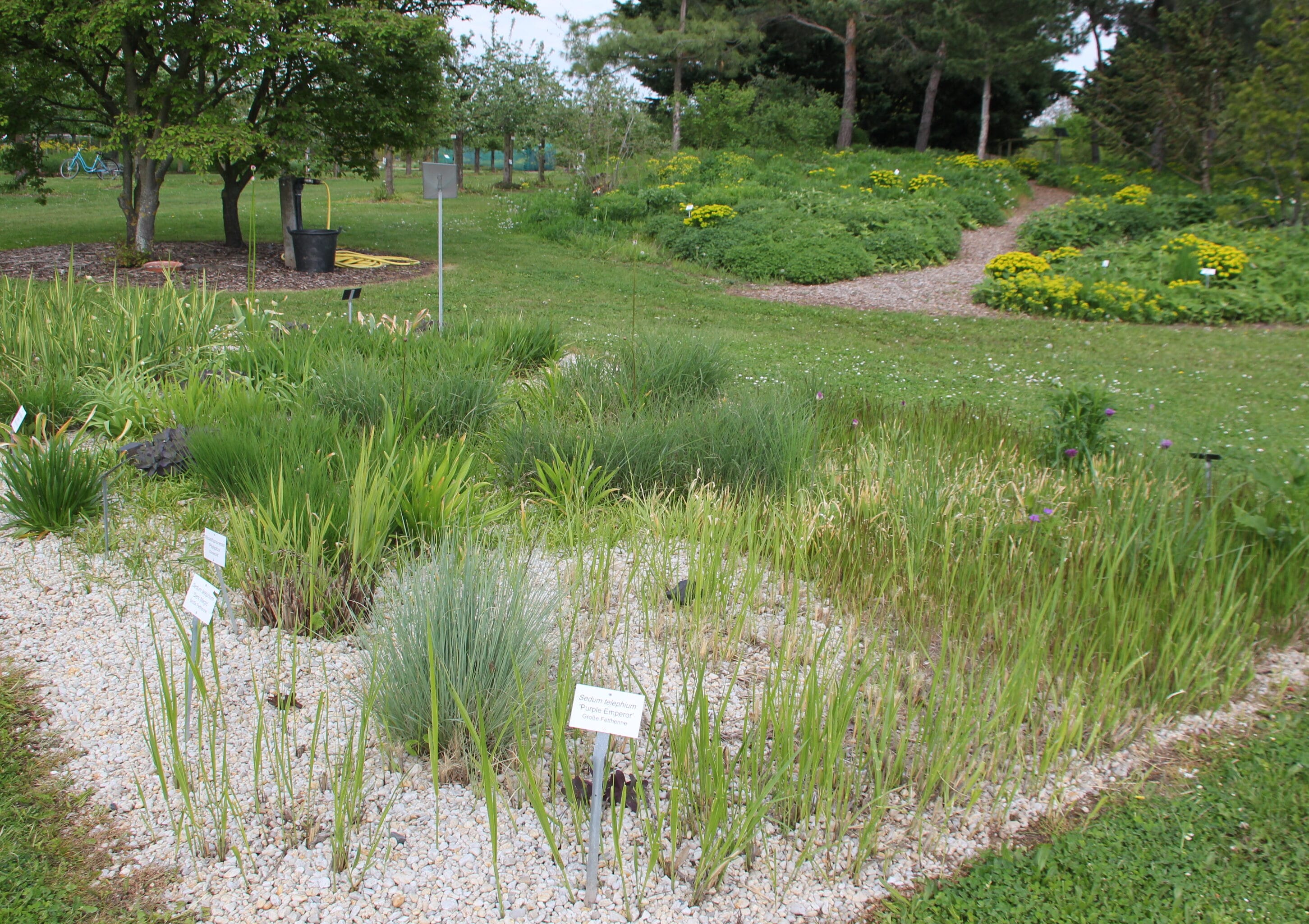 04_07_2026_Sandbeete, mineralische Mulchvarianten