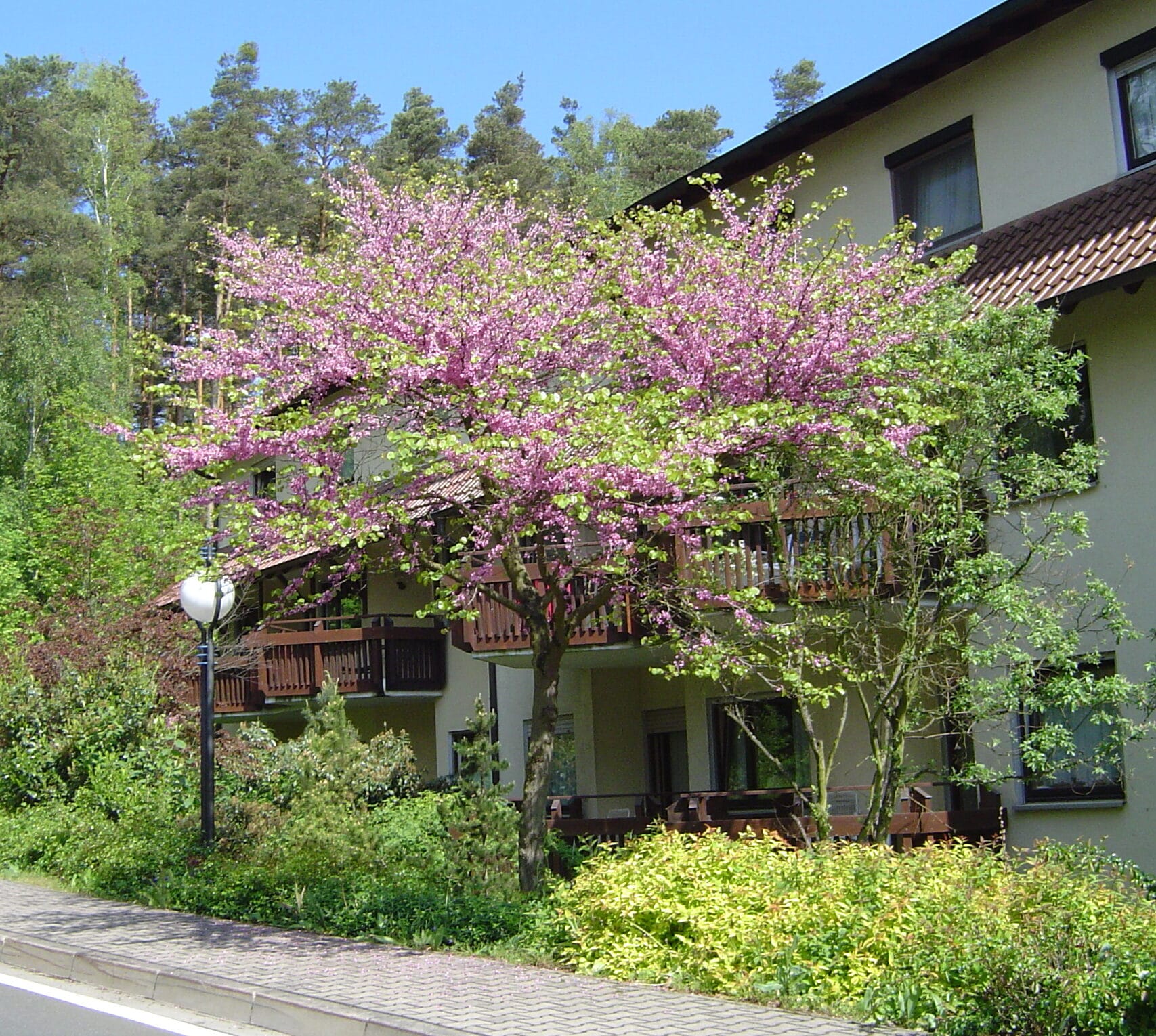 13_06_2026_Hausbäume