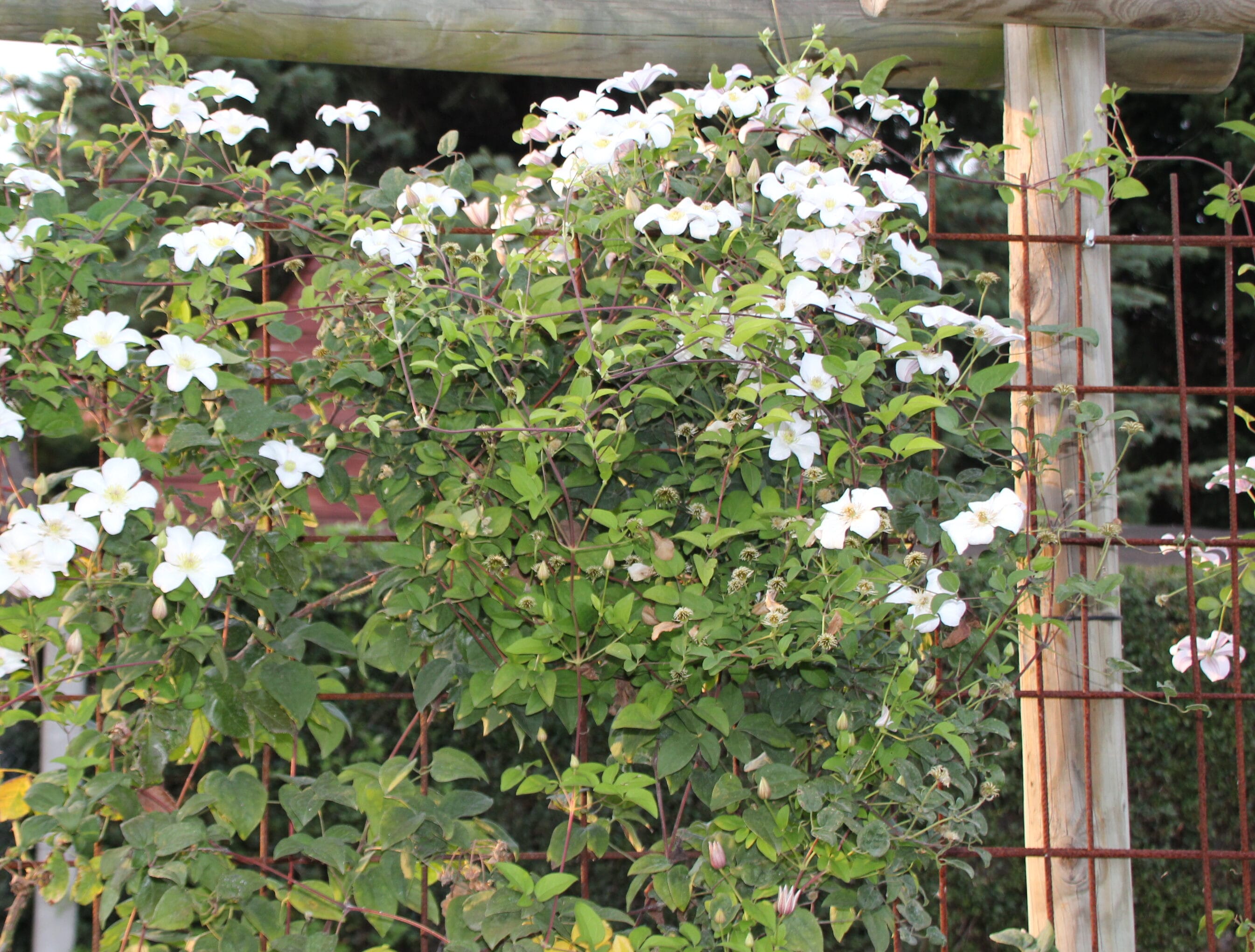 27_06_2026_Kletterpflanzen