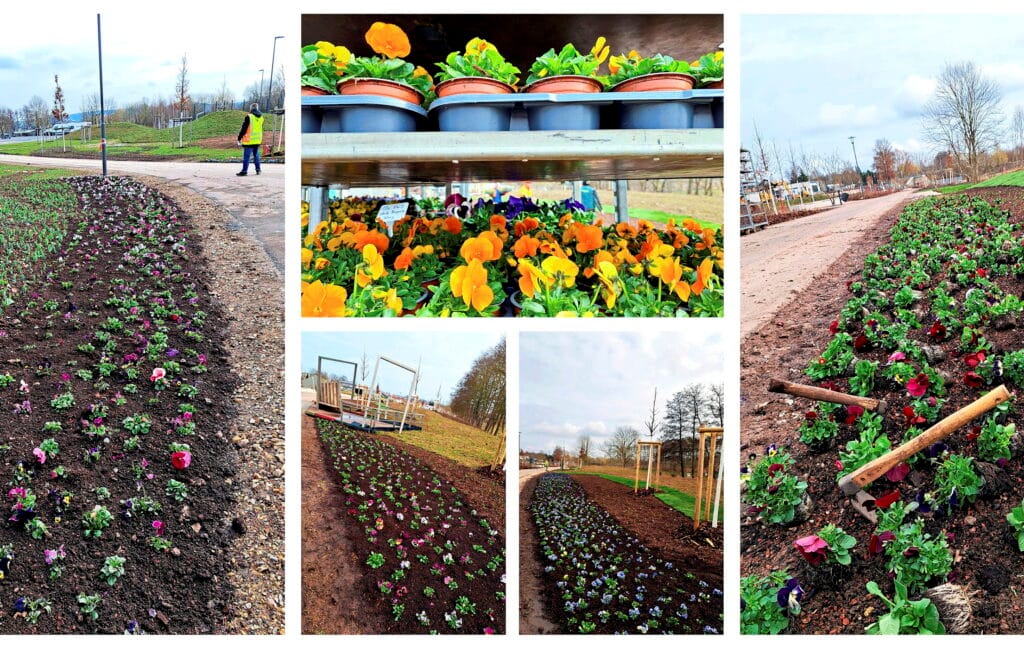 Tausende Frühblüher bringen Farbe auf das LGS-Gelände