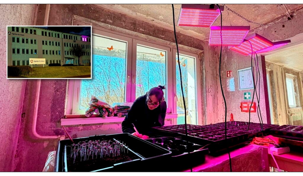 Magenta statt Marihuana: Rätsel um leuchtende Fenster in Leinefelde gelöst