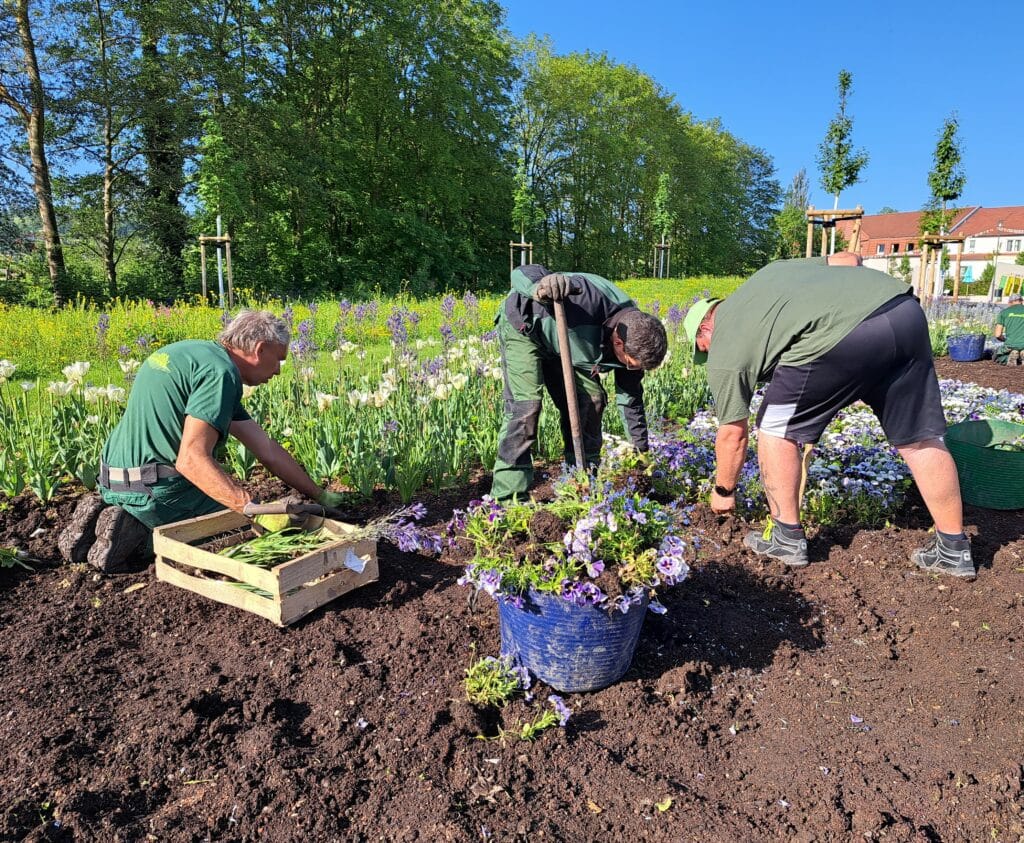 Sommerflor zieht auf der Landesgartenschau ein
