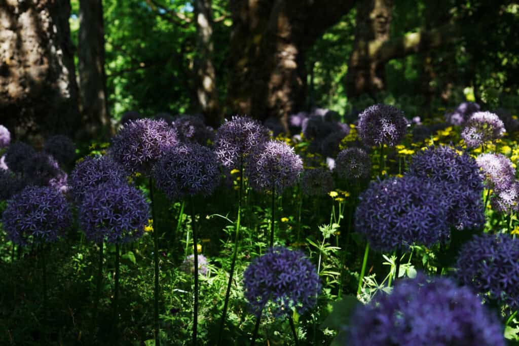 Blumen