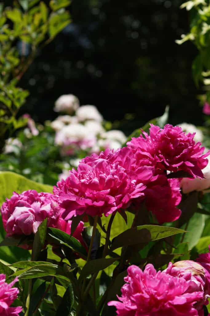 Blumen