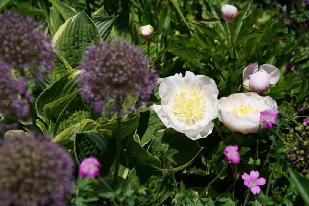 Blumen