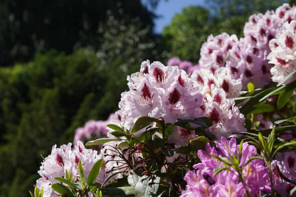 Blumen