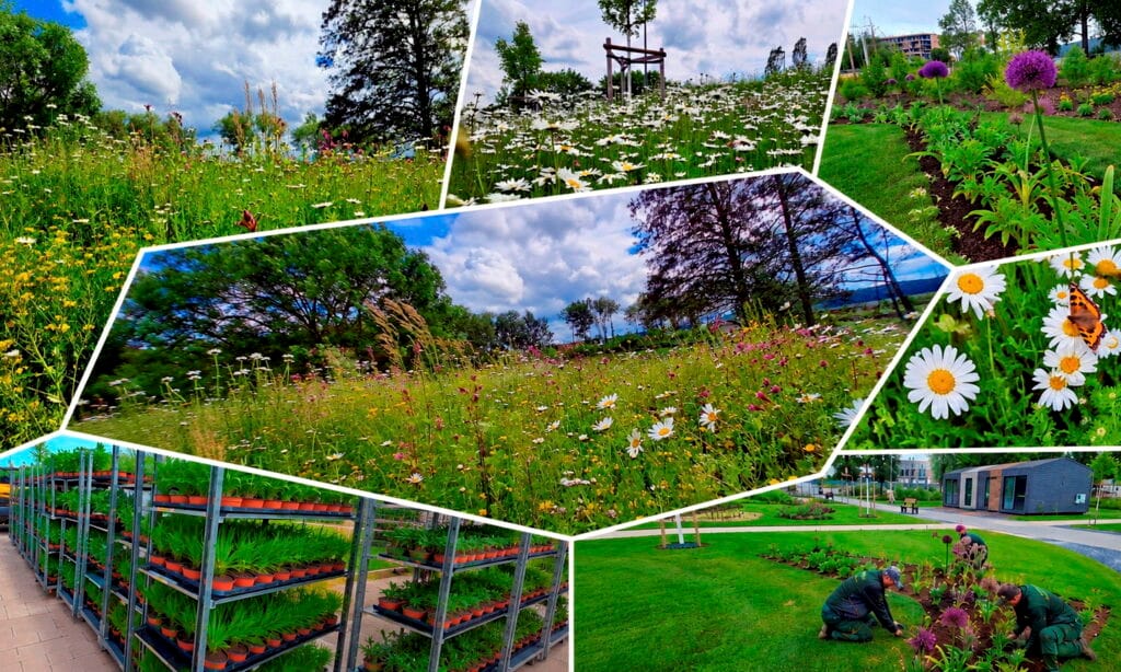 Mehr als 30 Wildblumenarten verwandeln das LGS-Gelände in ein Naturparadies