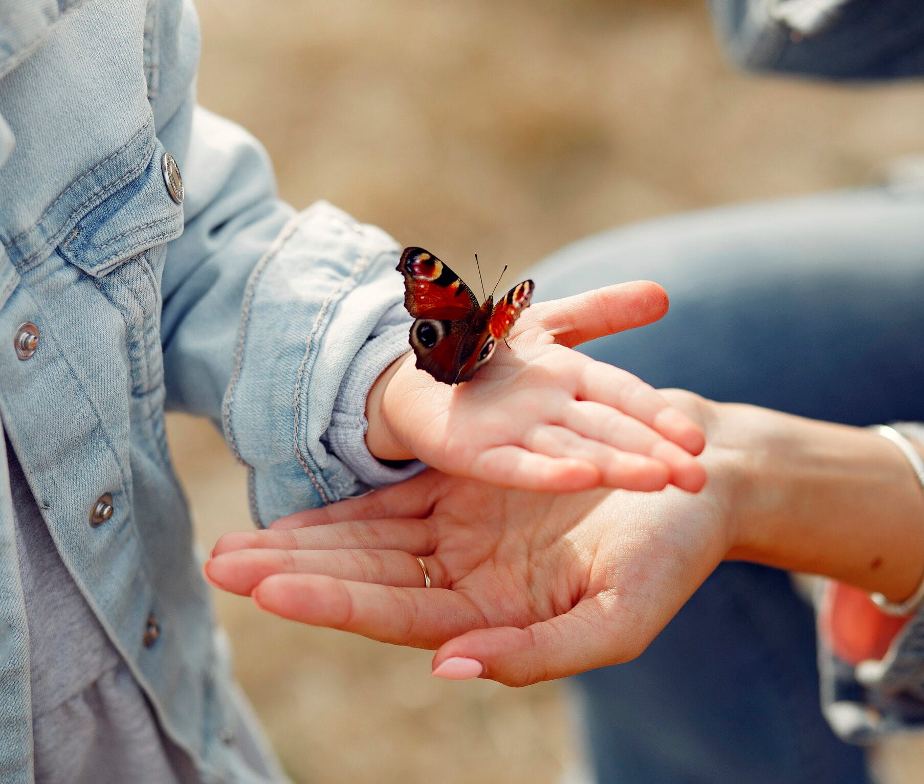 Schmetterling, Butterfly, Kalender LGS