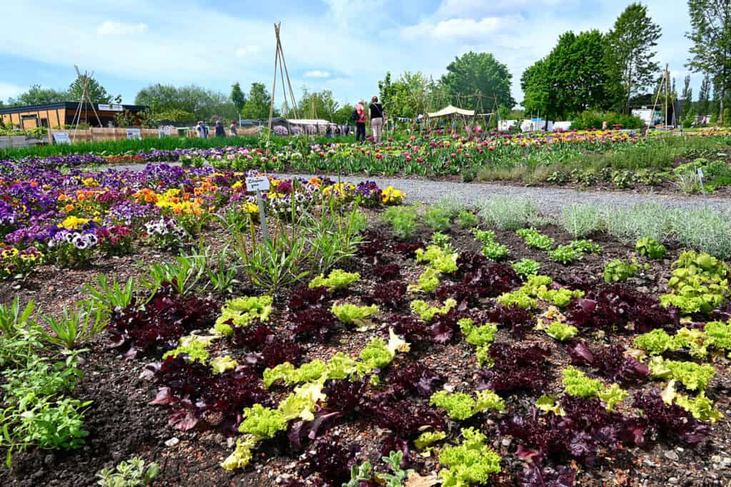 Garten: Willkommen auf dem Stadtacker